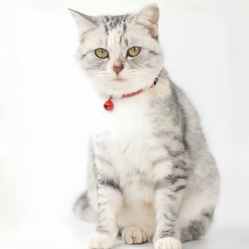 Ultra-Light Cat Collar with Bell － Breakaway Safety & Adjustable